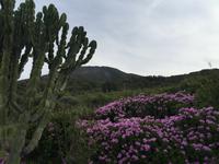 Stromboli - Wanderung zum alten Observatorium