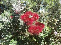 Vulcano-Pflanzenvielfalt