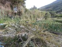 Stromboli-Artischocken