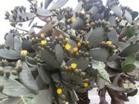 Catania-KKaktusfeigen