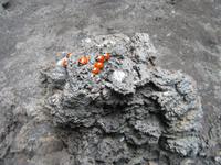 Marienkäfefriedhof auf dem Ätna