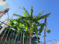 Bananenpalme auf Stromboli