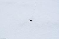 Frischer Lavabrocken auf (!) der Schneedecke, die keine 24h alt ist