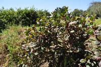 Kapernstrauch, Wandern auf Lipari, Äolische Inseln