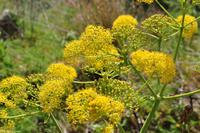 Wilder Fenchel, Wandern auf Lipari, Äolische Inseln
