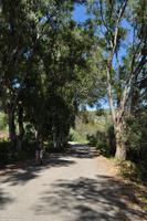 Eukalyptus Allee auf Lipari