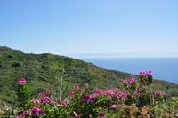 Geranien als Farbtupfer