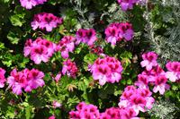 Geranien als Farbtupfer, wildwachsend