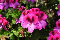 Geranien als Farbtupfer, wildwachsend