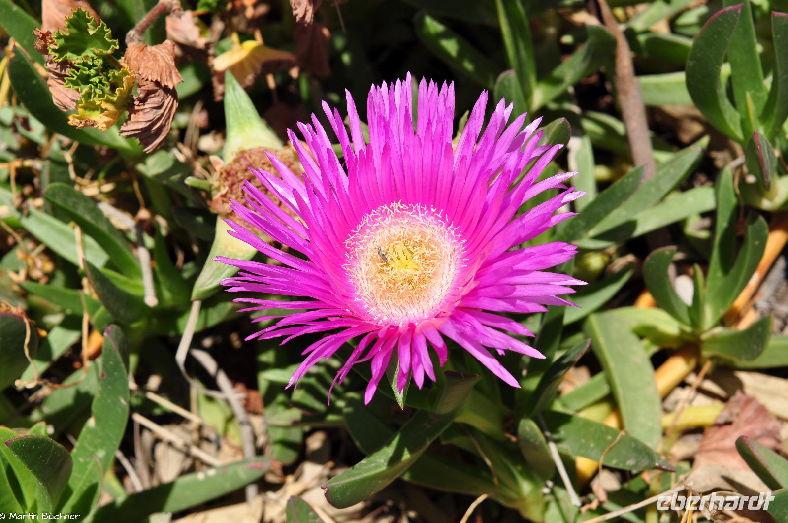 Mittagsblumen auf Lipari
