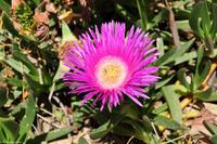 Mittagsblumen auf Lipari