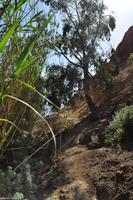 Kraft und schattspendender Eukalyptus