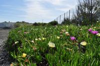 Mittagsblumen am Strand von Vulcano