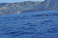 Streifendelfine auf dem Weg zwischen Vulcano und Lipari