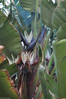 Baum-Strelitzie (Strelitzia nicolai)