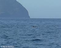 Streifendelfine auf dem Weg zwischen Vulcano und Lipari