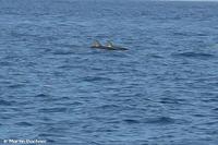 Streifendelfine auf dem Weg zwischen Vulcano und Lipari