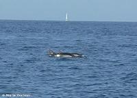 Streifendelfine auf dem Weg zwischen Vulcano und Lipari