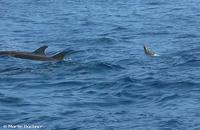 Streifendelfine auf dem Weg zwischen Vulcano und Lipari