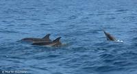 Streifendelfine auf dem Weg zwischen Vulcano und Lipari