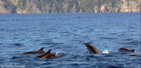Streifendelfine auf dem Weg zwischen Vulcano und Lipari