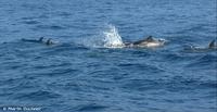 Streifendelfine auf dem Weg zwischen Vulcano und Lipari