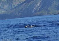 Streifendelfine auf dem Weg zwischen Vulcano und Lipari