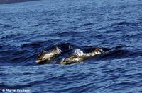 Streifendelfine auf dem Weg zwischen Vulcano und Lipari