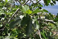 Ausflug nach Ginostra, Stromboli - Eine Feige