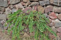 Tag 03 Lipari IT-VULKA (15)