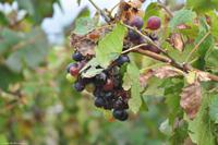 Tag 03 Lipari IT-VULKA (30)