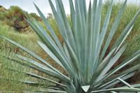 Tag 04 Vulcano IT-VULKA (19)