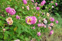 Tag 04 Vulcano IT-VULKA (22)