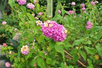 Tag 04 Vulcano IT-VULKA (23)