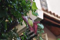 Tag 05 Panarea & Stromboli IT-VULKA (3)