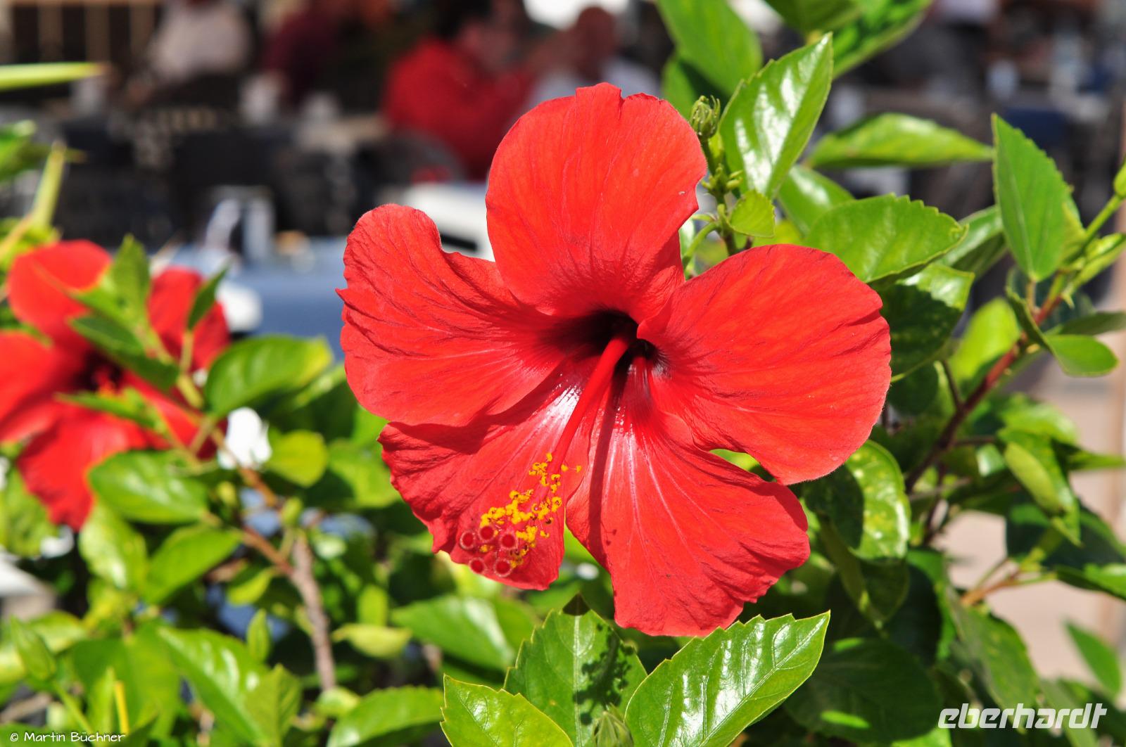 Tag 05 Panarea & Stromboli IT-VULKA (10)