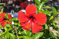 Tag 05 Panarea & Stromboli IT-VULKA (10)