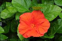 Tag 05 Panarea & Stromboli IT-VULKA (23)