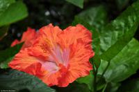 Tag 05 Panarea & Stromboli IT-VULKA (24)