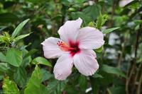 Tag 05 Panarea & Stromboli IT-VULKA (27)