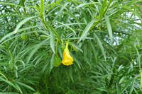 Tag 05 Panarea & Stromboli IT-VULKA (28)