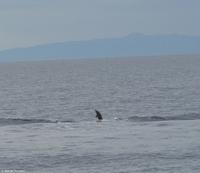 Tag 05 Panarea & Stromboli IT-VULKA (37)