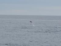 Tag 05 Panarea & Stromboli IT-VULKA (38)