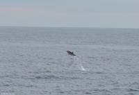 Tag 05 Panarea & Stromboli IT-VULKA (39)