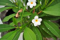 Tag 05 Panarea & Stromboli IT-VULKA (42)