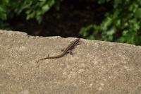 Tag 06 Stromboli IT-VULKA (12)