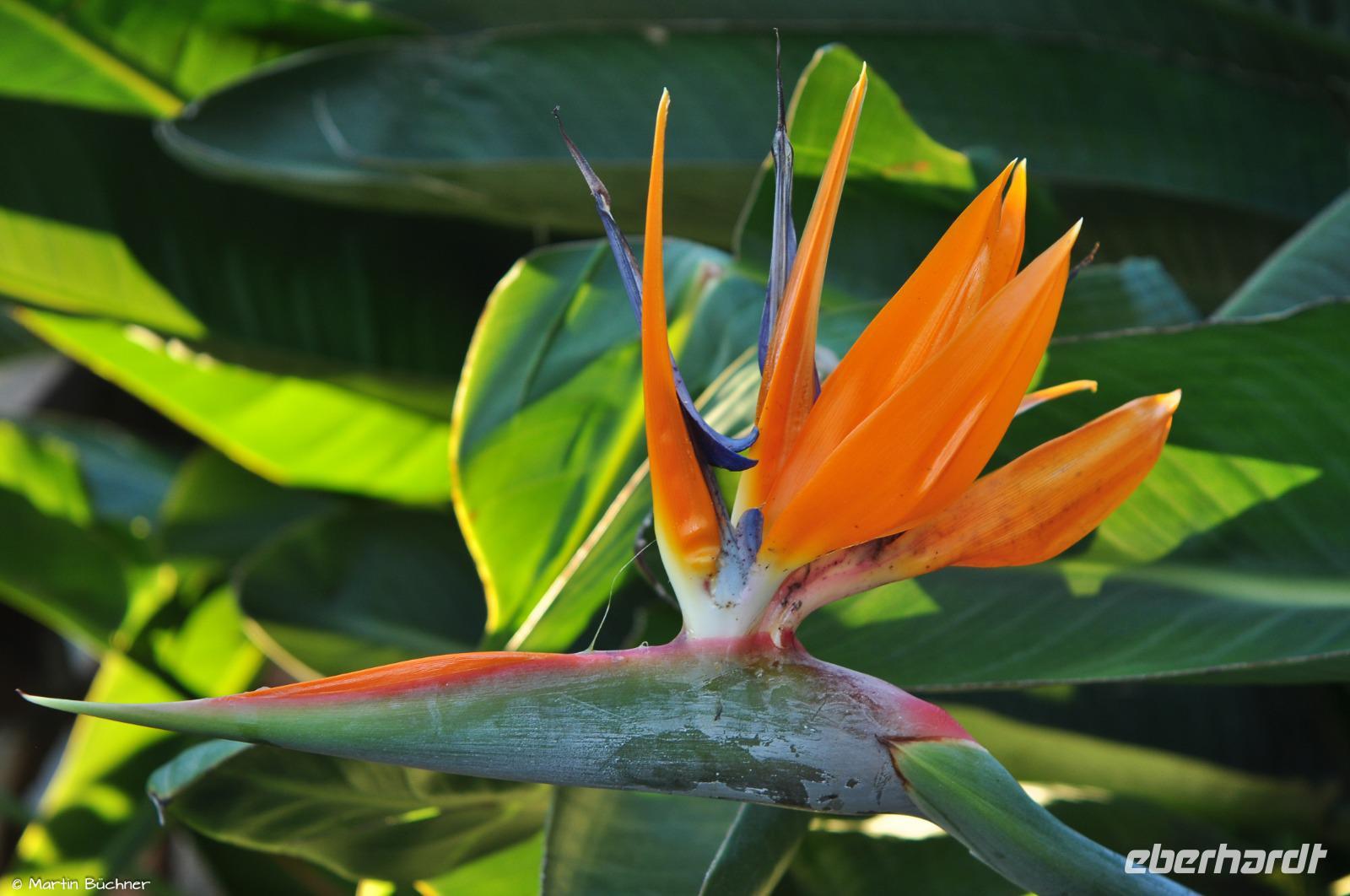 Tag 07 Taormina IT-VULKA (14)