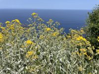 Panarea - Aufstieg zum Punta del Corvo (421 Meter)