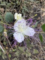 Stromboli - Kapernblüte