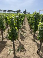 Lipari - Weinprobe in der Tenuta Castellaro